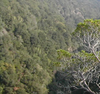 foresta berignone