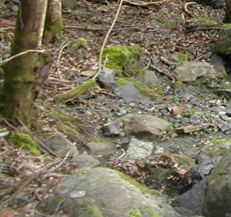 monterufoli caselli