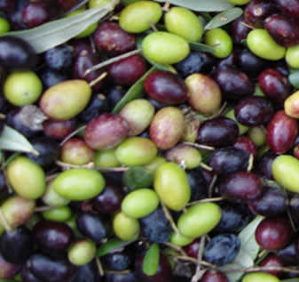 zimmer toskana