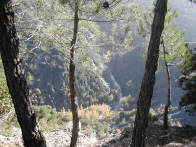 torrente pavone